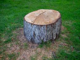 Best Emergency Tree Removal  in Eidson Road, TX