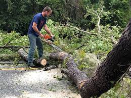 Best Tree Risk Assessment  in Eidson Road, TX