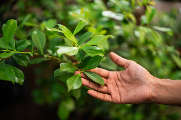 How Our Tree Care Process Works  in  Eidson Road, TX