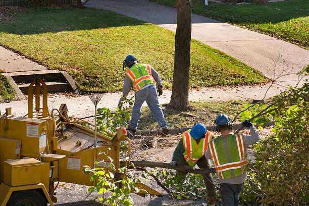 Best Hedge Trimming  in Eidson Road, TX