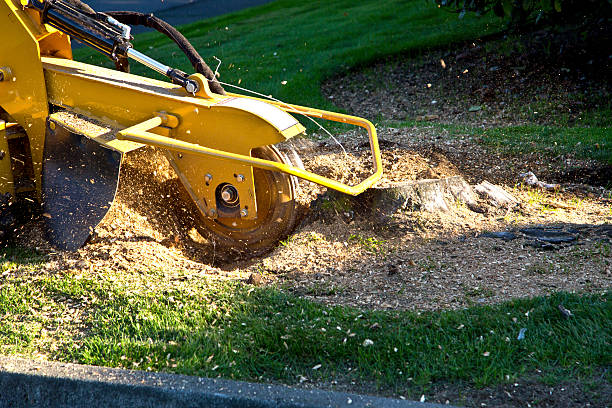 Organic Lawn Care Solutions in Eidson Road, TX