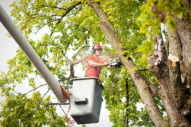 Trusted Eidson Road, TX Tree Services Experts