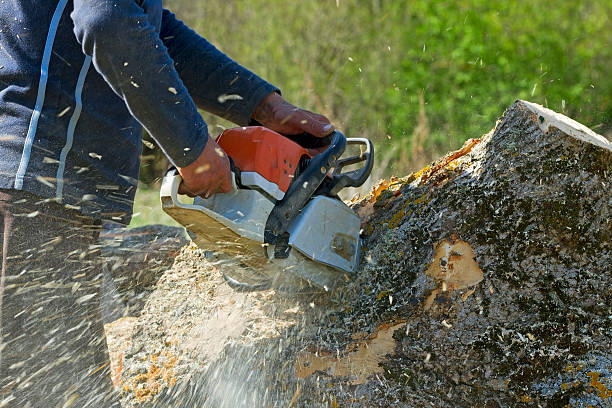 Best Lot and Land Clearing  in Eidson Road, TX